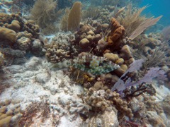 Diamond Reef Scrawled Filefish (24