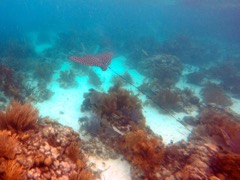 Diamond Reef Spotted Eagle Ray (5')
