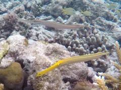 Dittle Dix Bay Trumpetfish