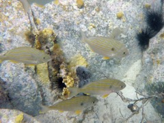 Hawksnest Bay Unknown fish (8