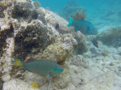 Hawksnest Left Stoplight & Queen Parrotfish