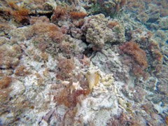 Little Dix Bay Octopus's Garden