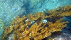 Monkey Point Reef (S)