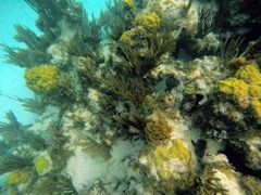 Savannah Bay reef