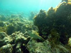 Savannah Bay Scrawled Filefish (24