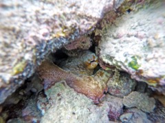 Scott (right side) Caribbean Reef Octopus