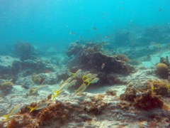 Scott-Caneel Reef