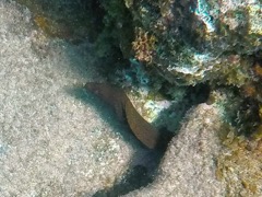 Spring Bay Goldentail Moray Eel