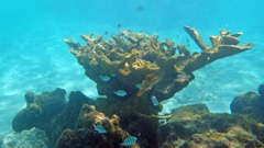 Spring Bay North Reef (S)