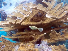 Spring Bay Scrawled Filefish Juvenile (2