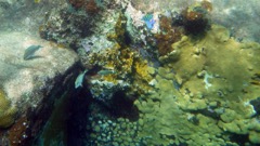 Spring Bay South Reef (S)