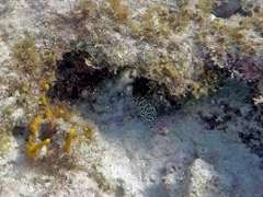 Spring Bay Spotted Moray Eel