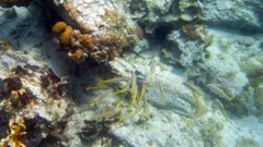 Caneel Reef (S)