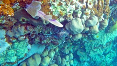 Springbay Lionfish (S)