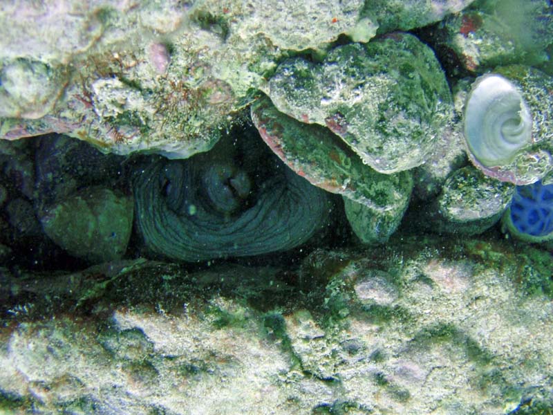 Caribbean Reef  Octopus-3