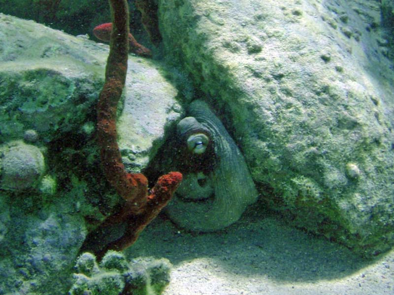 Caribbean Reef  Octopus-4