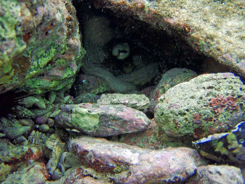 Caribbean Reef Octopus-2