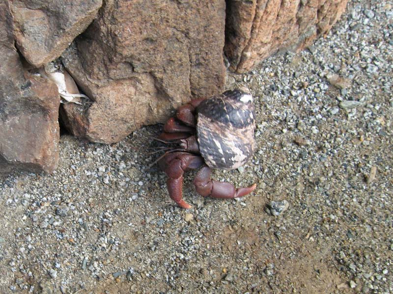 31 Hermit Crab