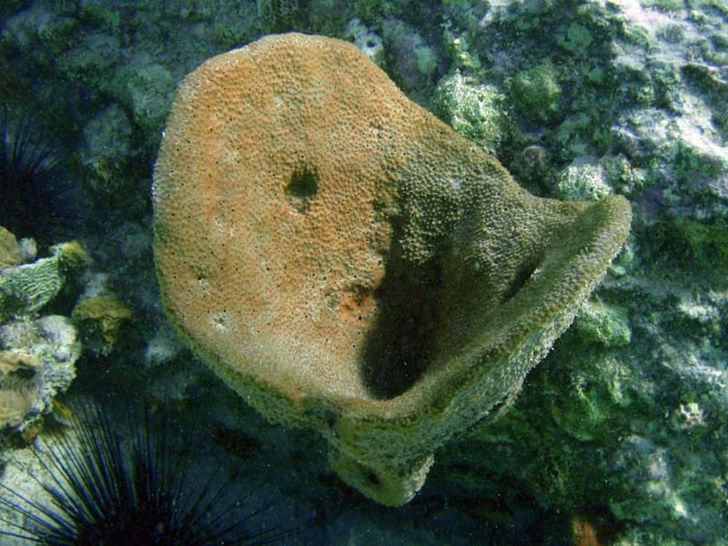 Bowl Sponge