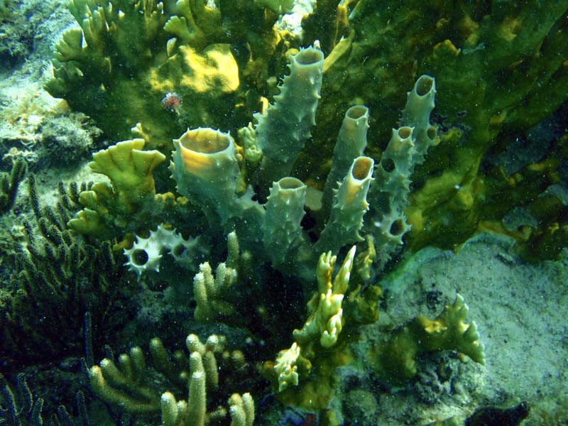 Clustered Tube Sponge