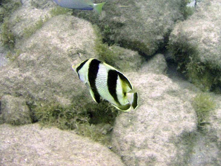 Banded Butterflyfish-2