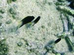 Bicolor Damselfish-2