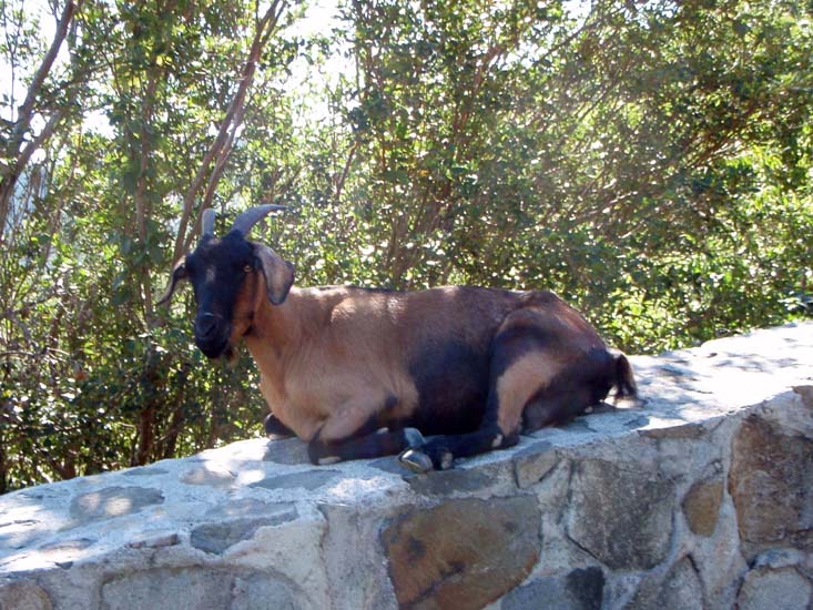 37 Gun Creek Goat