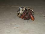 55 Land Hermit Crab