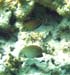 Ocean Surgionfish