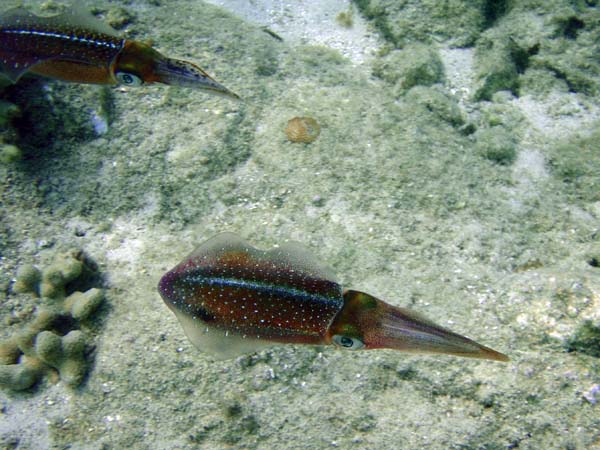 Caribbean Reef Squid-3