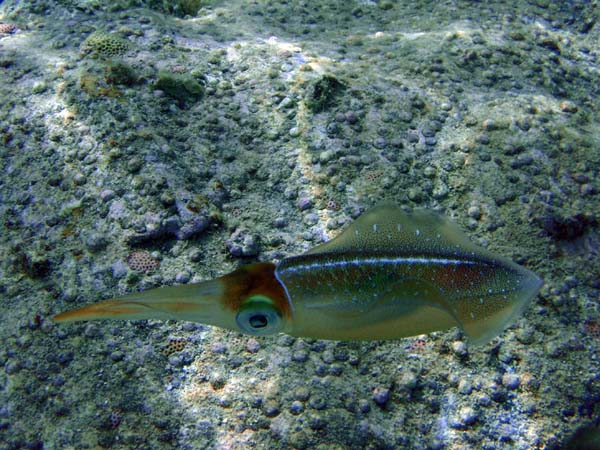 Caribbean Reef Squid-4