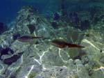 Caribbean Reef Squid-2