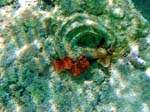 Christmastree Worms