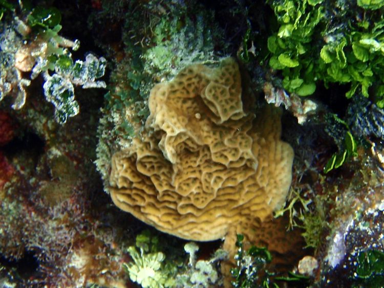 Low Relief Lettuce Coral