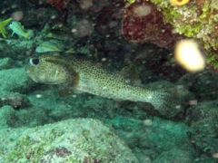 Pocupinefish