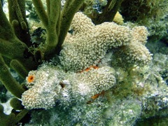 Ten-Ray Star Coral