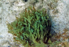 Y Branched Algae