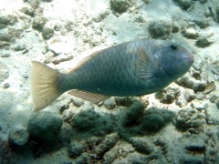 Yellowtail Parrotfish