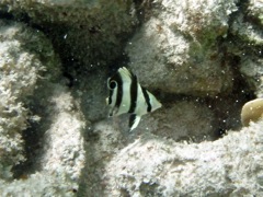 Banded Butterflyfish Juvenile