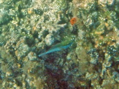 Emerald Parrotfish