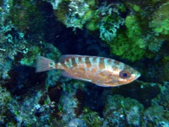 Glass-Eyed Snapper