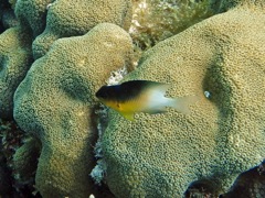 Bicolor Damselfish