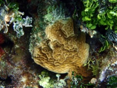 Low Relief Lettuce Coral
