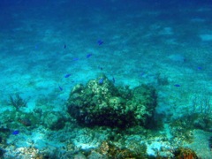 Blue Chromis at Sunset Reef