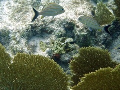Rum POint Reef