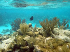 Caman Reef