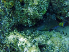 Sunset reef Stoplight Parrotfish Hiding
