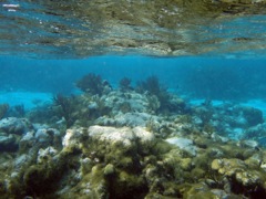 Cayman Reef