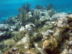 Cayman Reef