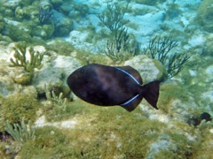 Cayman Reef Black Durgon 
